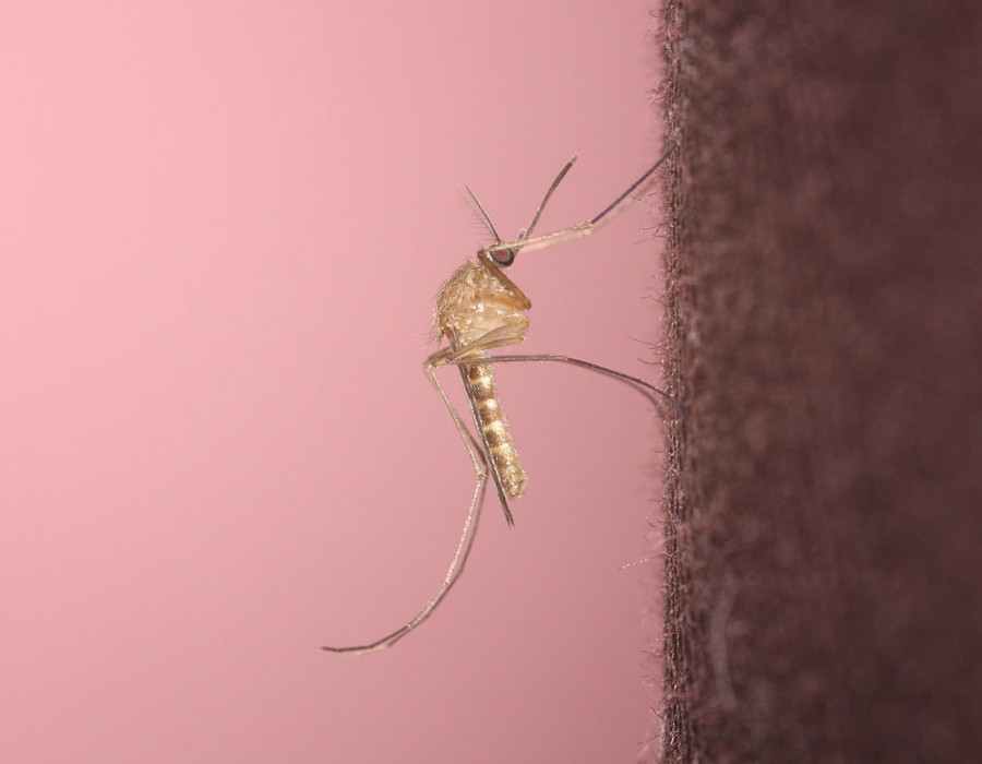 Le moustique commun (Culex pipiens) Invacost