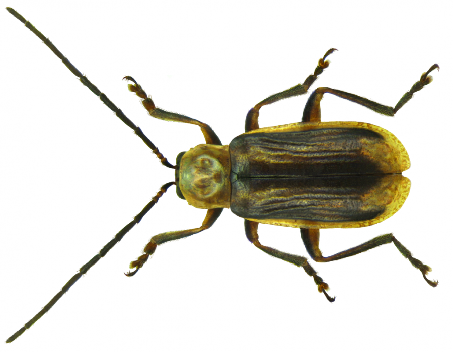 La chrysomèle des racines du maïs (Diabrotica virgifera) Invacost