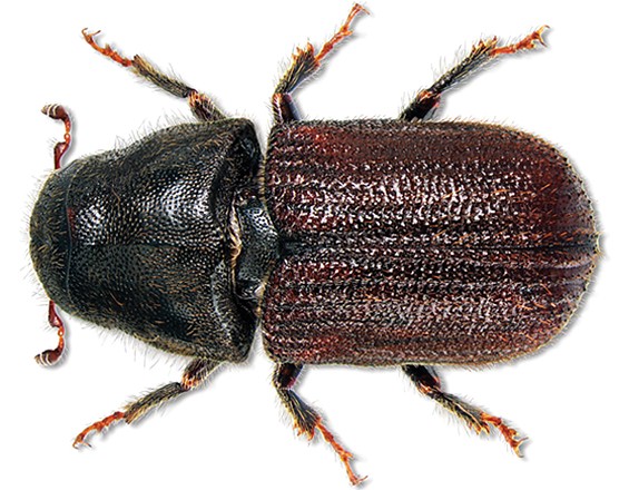 Le dendroctone du pin (Dendroctonus ponderosae) Invacost